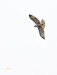 Red tailed Hawk